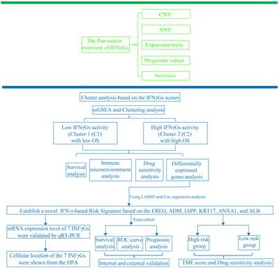 Identification and characterization of interferon-γ signaling-based personalized heterogeneity and therapeutic strategies in patients with pancreatic cancer